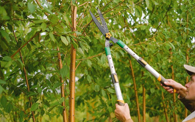 Tree trimming in Wahkon, MN