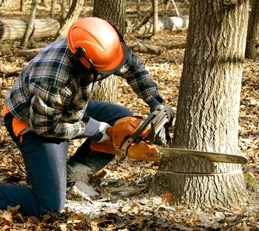 Tree Removal in Wahkon, MN